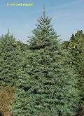 White Fir